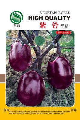 紫鈴早茄